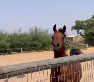 المميزه شيرين من انتاج ار اف اي فريد والام بنت شنقهاي🫶🫶🫶 . تصويري #arabhorse #arabians #horsesofinstagram #horsesontiktok #mare #colt #arabianhorses #arabianhorse #horsestagram #horses #horses_of_instagram #stallion #equestrian #horse #uae🇦🇪 #instagood #صوره #فيديو #me #following #happy #lovely #dubai #kuwait #ksa #mohamad_abrahemm #foryou #fyp #explore 