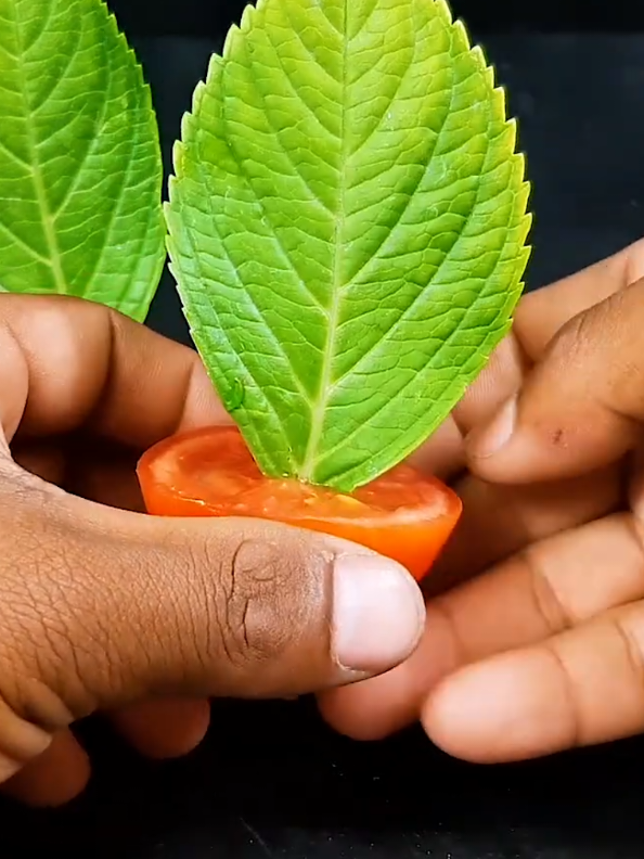 Grow hydrangea flower plant at home #gardening #flowers #hydrangea #plant #PlantCare #IndoorPlants  #GreenLiving #PlantLover #PlantAddict  #Gardening #HousePlants  #PlantCommunity #PlantParent  #UrbanJungle  #PlantGoals  #GardenInspiration  #PlantsMakePeopleHappy #NatureLovers  #PlantTherapy #GreenThumb  #PlantCollection #natureathome  #HomeGarden #PlantStyling  #LeafLover  #PlantLife #PlantOfTheDay  #GrowYourOwn #Botanical  #PlantObsessed #PlantGang #Succulents #GreenHome  #PlantDecor  #PlantInspiration #PlantFam #HousePlantClub #IndoorJungle #PlantFriends #HappyPlants  #PlantPower  #GardeningLife  #GoGreen  #FreshPlants #PlantPerfection #PlantVibes #FlowerPower  #EcoFriendly #PlantDaily  #HousePlantHome  #NatureGram  #PlantGoals  #HomeGreenery  #PlantLove 