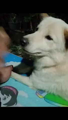 แพนด้าน้อย น่ารักรู้เรื่อง