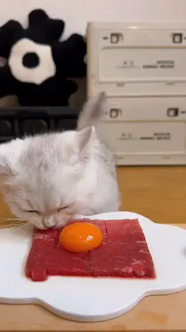 #dining #diningtable #eating #ASMR #diningkitty #cutecat  #catsoftiktok #cat #catfood #catmukbang #meet  #petmukbang #cateating #mukbangs #fyp 