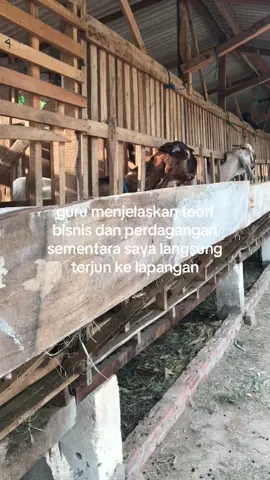 #fyp#blantikcilik#blantikmudapunyacerita#bakulwedusmilenial#peternakmuda#peternakkambing 