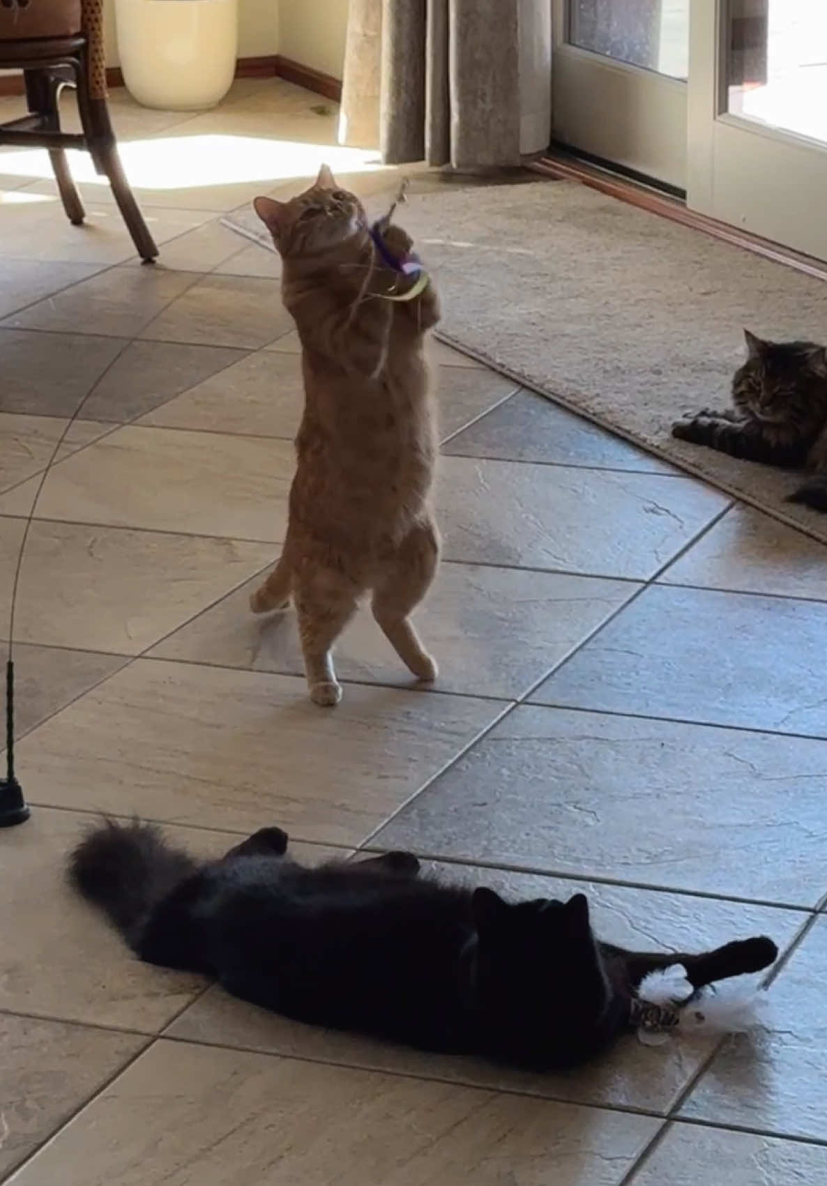 They’re loving the new toys! Catching them playing with it every day #tiktokshop #catsoftiktok #cats #cattoys #toys #fyp #foryoupage #cattok #catlovers #shoppinghaul #asmrunboxing #unbox 