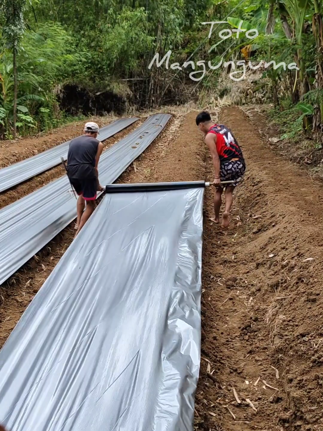 pag set up ng plastic mulch  link in the yellow basket 👇👇👇💚💚💚 #plasticmulch #buhaymagsasaka #simplengbuhay #buhayprobinsya #totomangunguma 