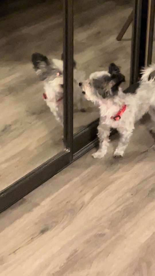 When your dog wants to kick his own ass 😂😂 #fyp #rescuedog #adoptdontshop 