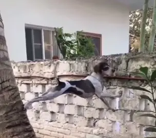 Perro más chismoso@Que este noo hay .. Se parece a una gente que conosco