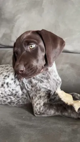 I really do get away with just about everything!  #gsp #germanshorthairedpointer #gsppuppy #gsppuppies   #petcommunity, #petlove, #animal,#furryfriends
