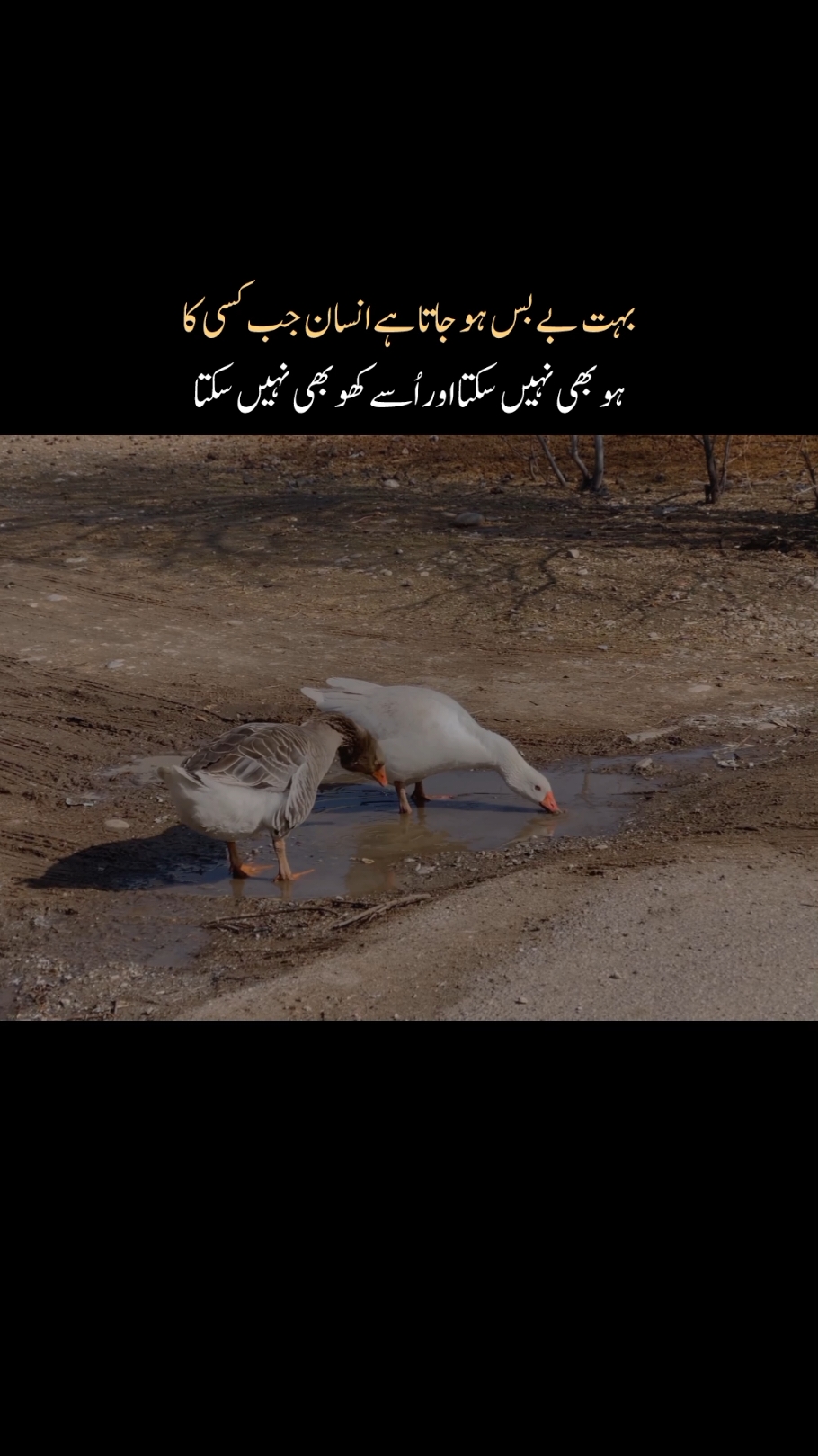 بہت بے بس ہو جاتا ہے انسان جب کسی کا ہو بھی نہیں سکتا اور اُسے کھو بھی نہیں سکتا #sad #lines #viralvideo #fypシ #urdupoetry #🥀🥀🥀 #💔🥀💯😭💔😭🥀💯💔🥀💯😭🇳 