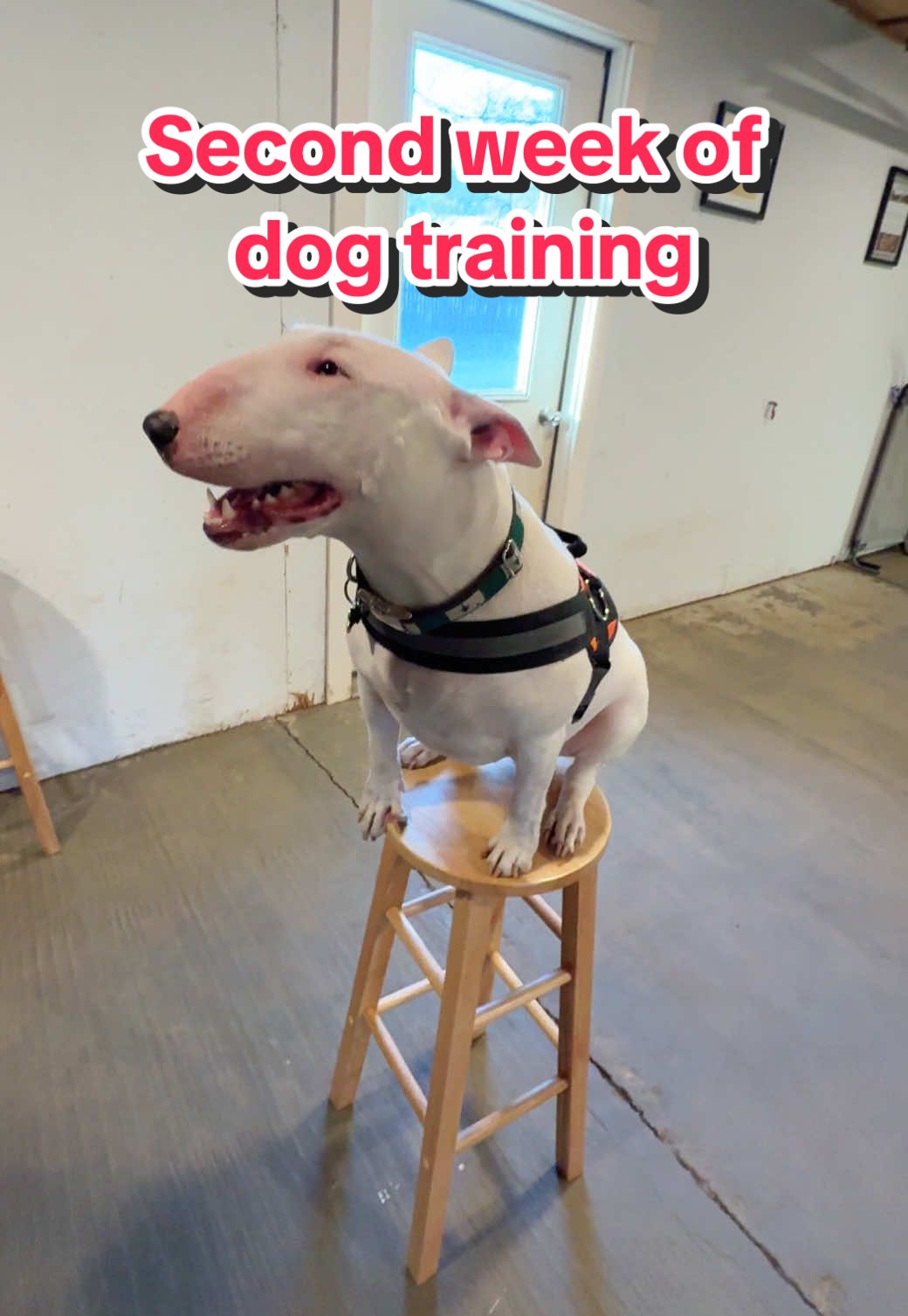 Joy’s second week of training! #DogTraining #dogs #englishbullterrier #meme #englishbullterrier #reactivedog 