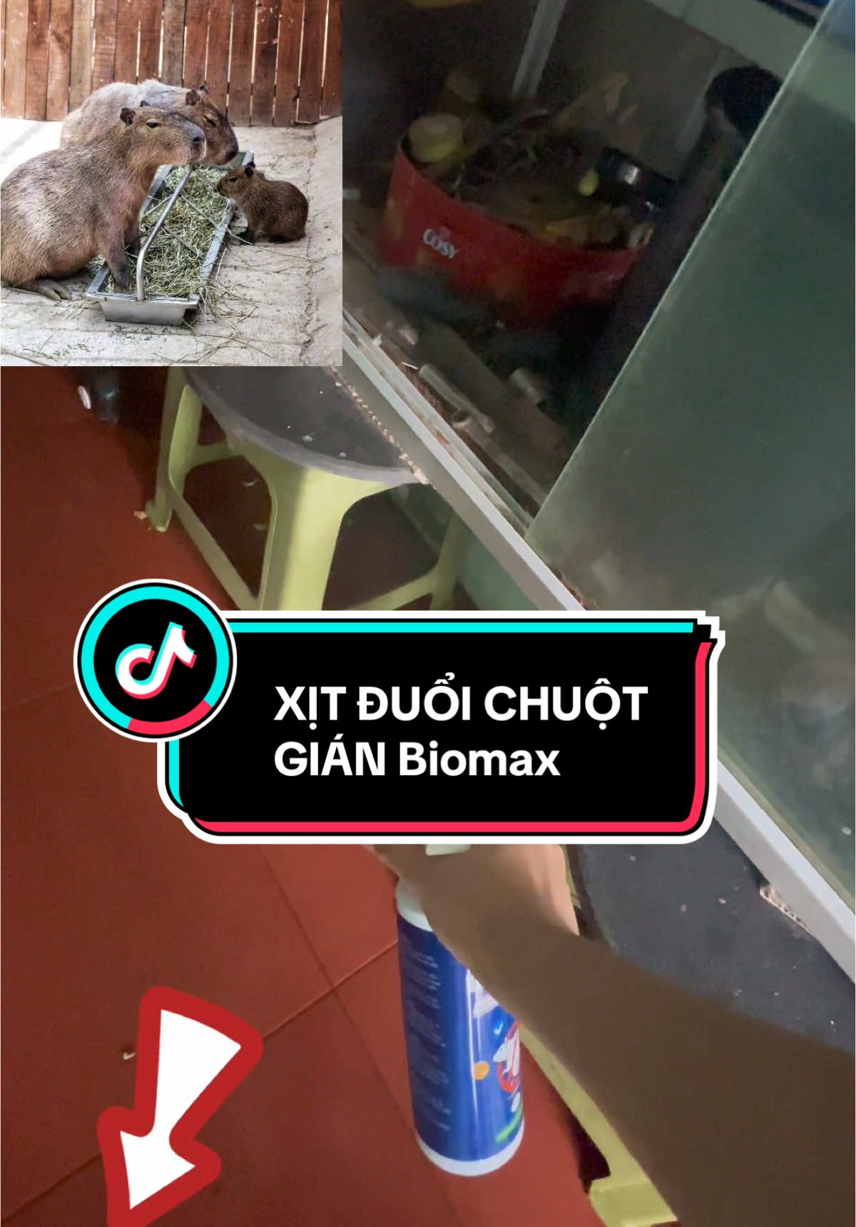 XỊT ĐUỔI CHUỘT Gián Sinh Học Biomax đang Sale giỏ hàng góc trái #xitduoichuot #biomax #xuhuong 