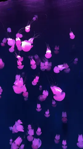 finally 🥹 #fyp #jakartaaquarium #abcxyz #jellyfish 