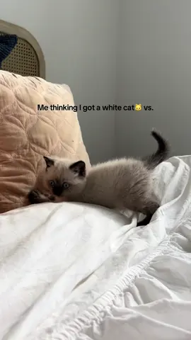 Simon 🤎#catsoftiktok #scottishcat #kittentok #fyp 