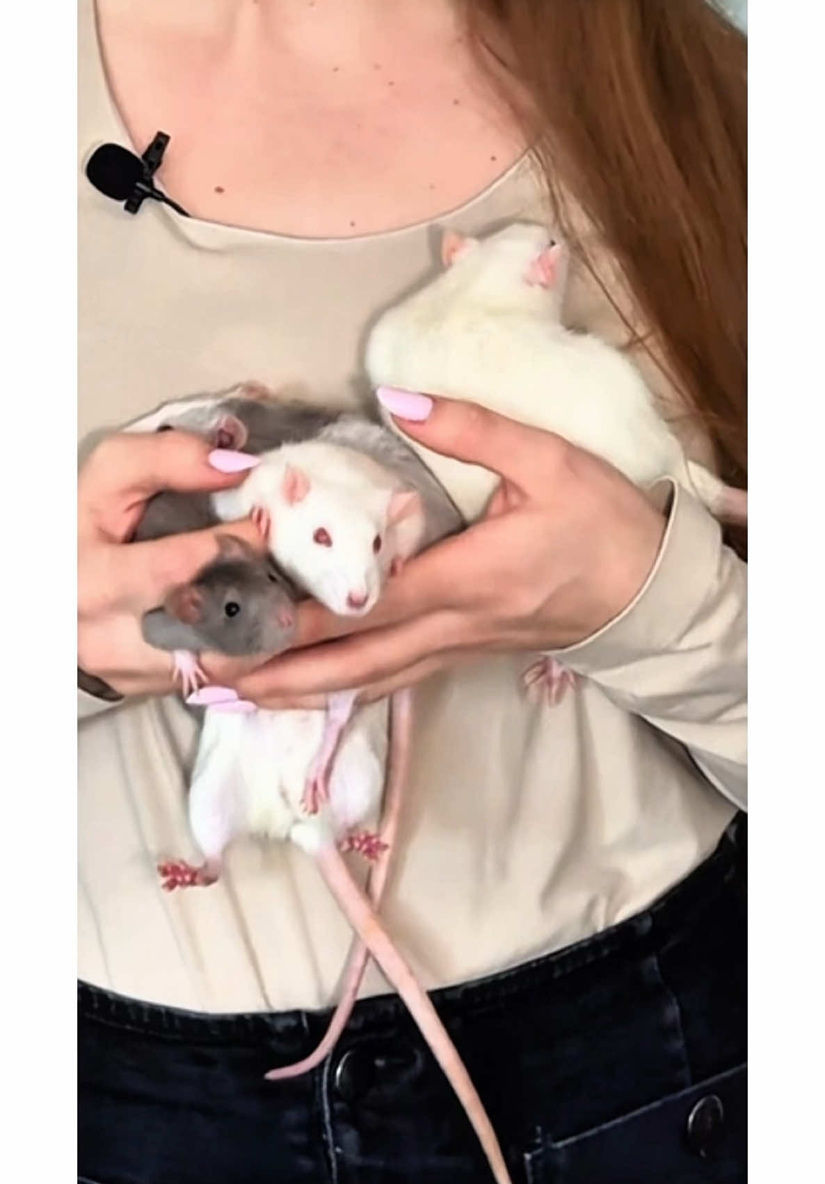 Jak wygląda łączenie szczurow? A na przykład tak 🥰 Słodzinki 🐁🐁🐀🐀