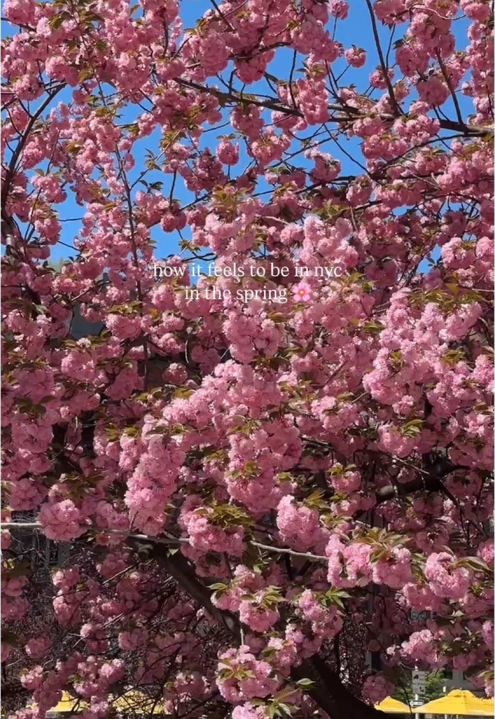 nothing quite like nyc in the spring 🌸 #nyc #nycspring #spring #springtime #hozier 