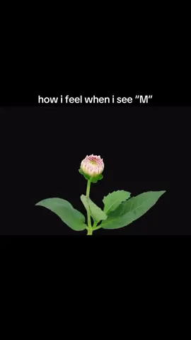 #fyp #relatable #viralvideos #crush #flower #m #foruyou 