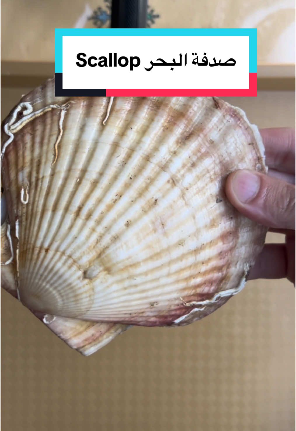 Fresh Live scallops from Japan. Have you tried scallops? 🐚 صدفة البحر من الذ الاكلات بالسوشي عندي #seafood #sushi #scallop #سوشي #تعلم_على_التيك_توك 