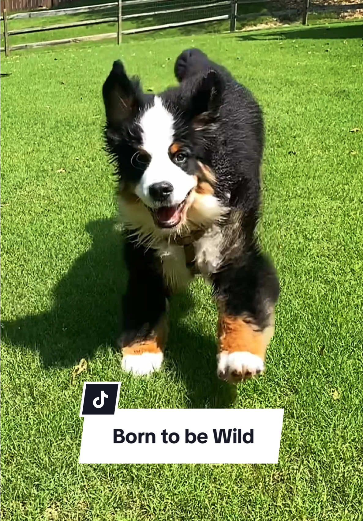 Riggie the Berner - wild, crazy and bulldozing people since 2023. Happy Throwback Thursday, friends!  🖤🤍🤎 #riggietheberner #bernesemountaindog  #bernesemountaindogsoftiktok #berneselife #berneroftheday #throwbackthursday #tbt 