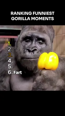 Would these gorillas beat 100 men? #gorilla #vs #100men #funny #meme #laugh #memes #ranking #funniestmoments #monkey 