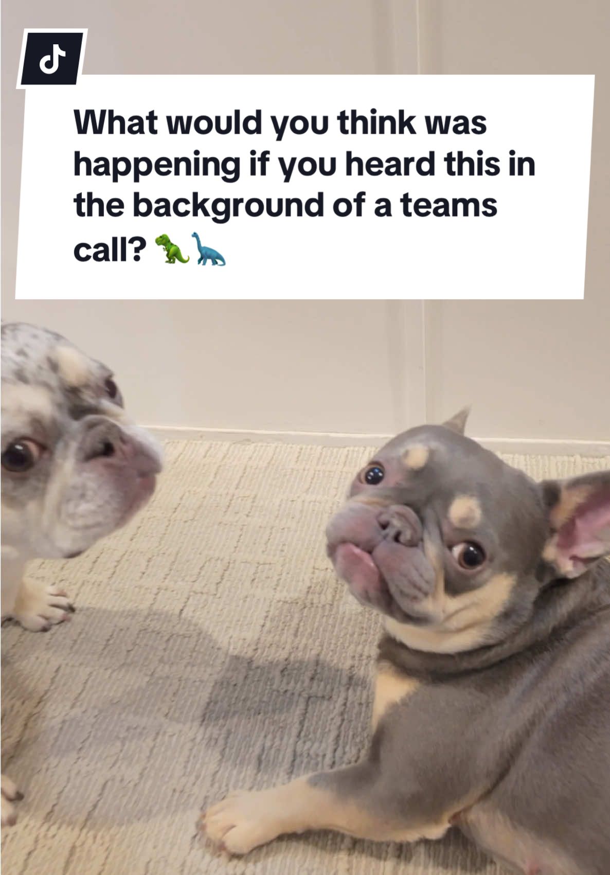 What would you think was happening if you heard this in the background of a teams call? 🦖🦕 #frenchbulldogs #frenchiemom #frenchielife #fyp #dogmom #frenchiesoftiktok 