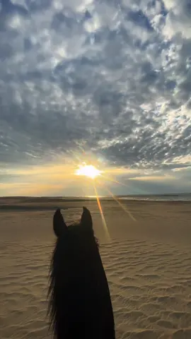#خيل_عربي_اصيل #خيل_وخياله🐎 #ابوهيبه_جبل_الحلال #ابوهيبه #خيل_عربي #مصر🇪🇬 #egypt 
