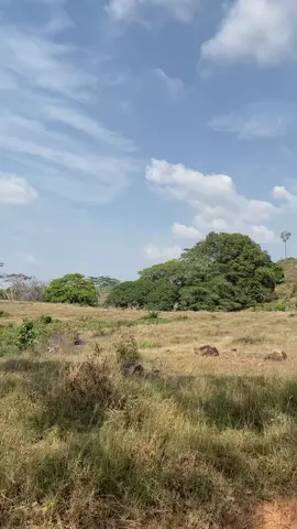 #musicasabanera #musicavallenata #paisajes #viral_video 