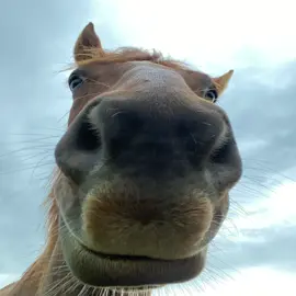 My Favorite thing about the horse is their soft squishy noses. I like to boop Them… #horse 