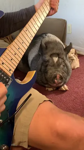 Ham Halen #guitartok #vanhalen #animals #pets Throwback Thursday to one of the first videos that really gained traction for me back in Dec of 2021. Hope you enjoy! #musicians #PetsOfTikTok #guitarsolo #eddievanhalen 