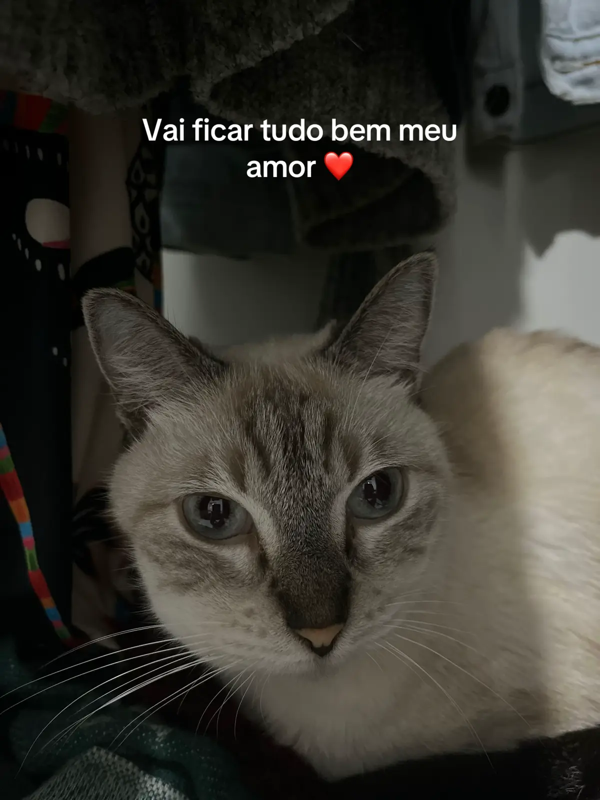 Nina amanheceu com um lado do rostinho inchado, me assustei e corri pra vet quando vi que começou a inchar cada vez mais. Descobrimos que está com uma inflamação e precisa passar por procedimento cirúrgico 💔 meu coração fica apertado de ver meu amor assim… mesmo quem não puder nos ajudar com valores, nos sigam, curtam nossos vídeos e assim nos ajudem a monetizar a conta para podermos arcar com as despesas dela por favor 🙏🏻😥 os preços dos procedimentos são exorbitantes mas farei tudo que eu puder por ela!! #gatos #gatostiktok #ajuda #vaiprofycaramba #fyp 
