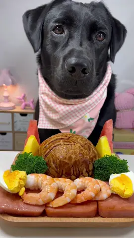 #labrador #cute #dog #pet #feed 