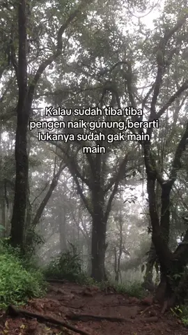 🍃#gunung #alam #hutan #kabut 