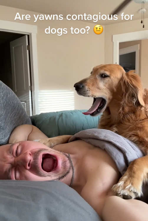 Pretend to yawn?🥱 #dog #funny #funnydog #Love 