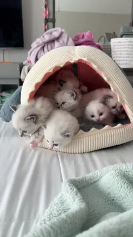 When all the kittens want to share one tiny bed 