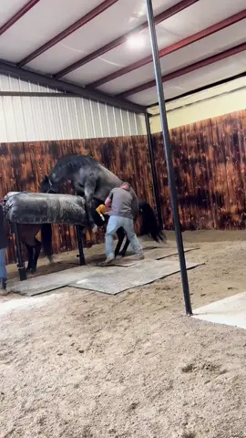 Collection day! Bluez is such a gentleman to collect, we are so blessed to have him in our program❤️ #bluez #royalcrownropehorsefuturity #royalcrownroping #ccsmithquarterhorsesllc #horsetok #horsesoftiktok #foryoupage #fyp #equine #trending #cowhorse #utah #shortviralvideo #western #cowboy #blueroan #horses #horsebreed 