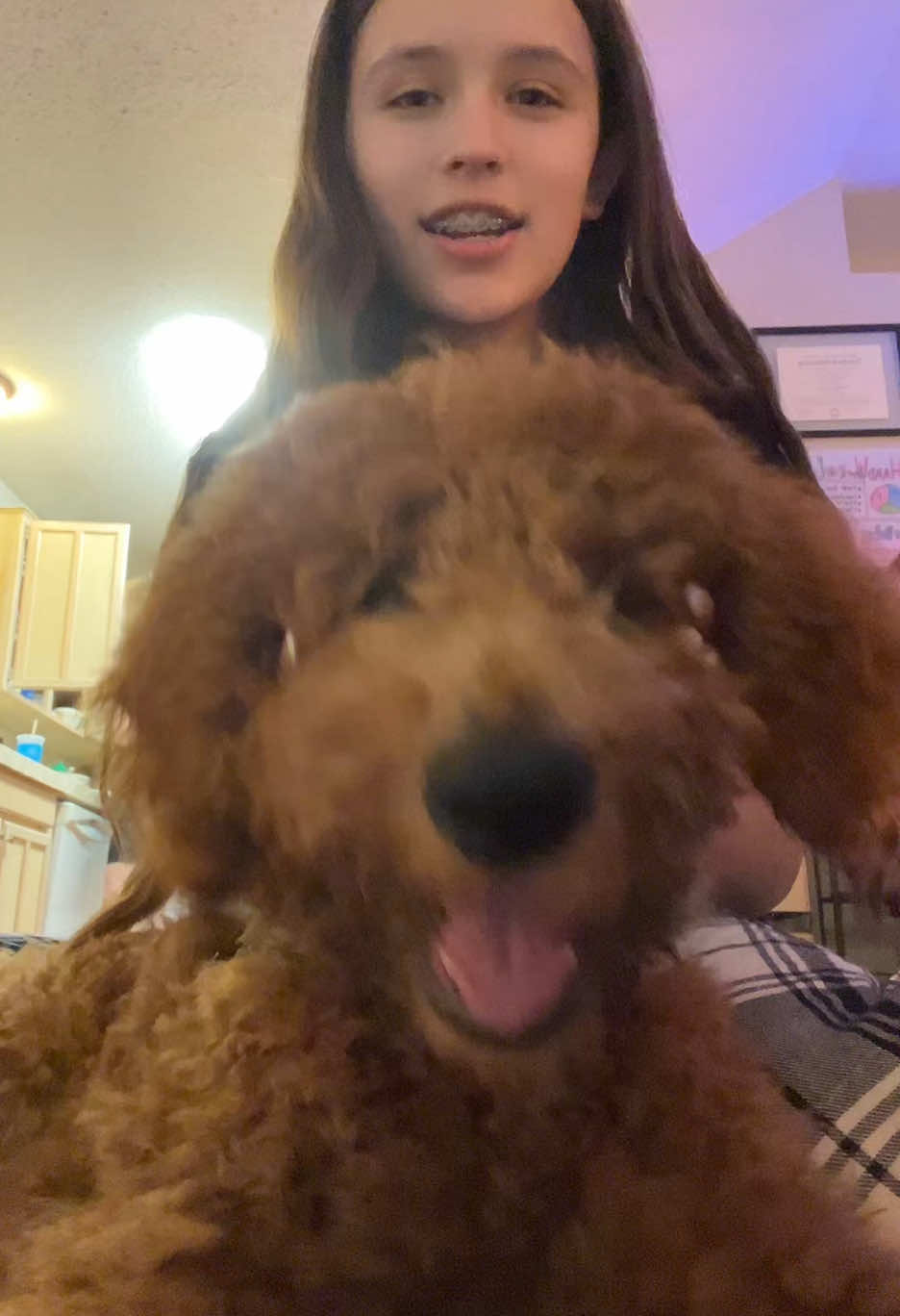 My huge puppy ❤️ #dog #cutedog #cute #trend #fyp #puppy #goldendoodle #remi #bites 