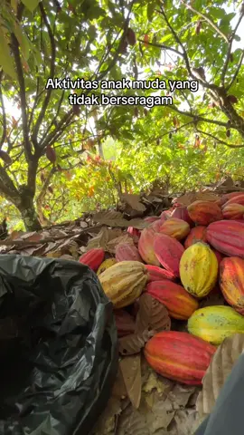 Tiap hari mainya cuman dikebun#anakpetani#petanikakaosulawesi #petaniindonesia🇮🇩🇮🇩🇮🇩🌿🌿 #zxycba #fyp 