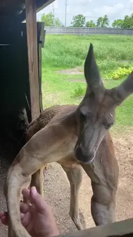 1 man vs 1 kangaroo?  #fyp #kangaroo 
