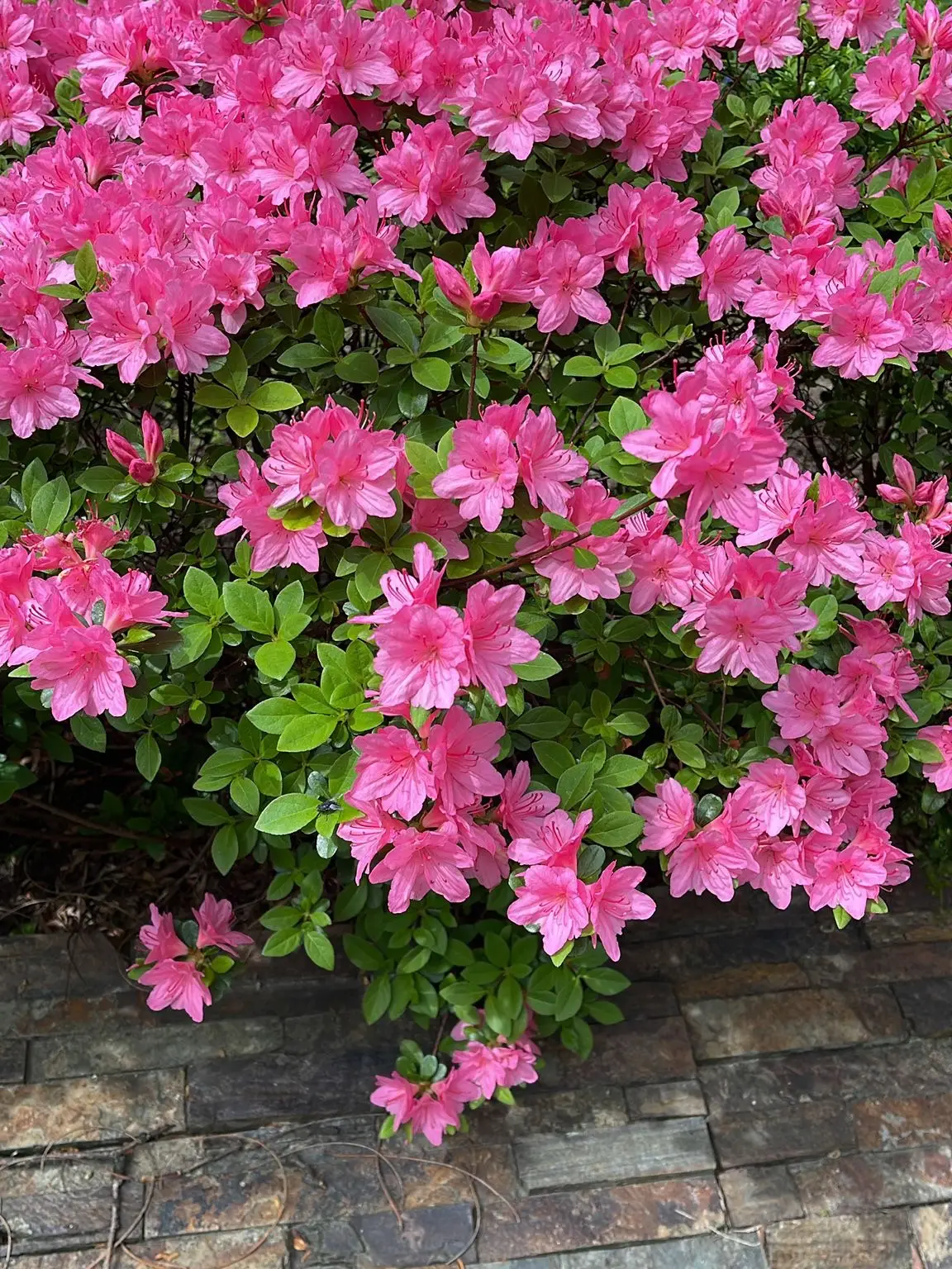 Me encantan las flores!!!  Disfruto cada vista, las flores alegran mis días. #spring #flowers #amazing #nyc #beautifulplaces #happiness 