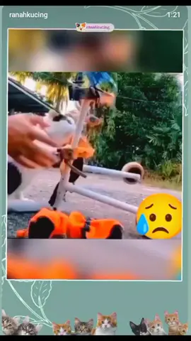 Momen seekor kucing |umpuh mendapat hadiah sebuah alat bantu jalan  . (Dm us for credit or removal) . #kucinglucu #kucingviral #fyp #fypシ゚  #fypシ゚viralシ #fypシviralシ2024 #catlover #oyen #oyenbarbar #oyenviral #oyenlucu #kittenlife #kittenlucu #kittengram #doglover #doglife #viralpost #sorotan #semuaorang #kucingpost #kucingliar #kucingtiktok #oyentiktok #kucingkampung #kucingsakit