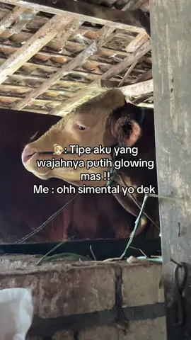 Ehh ya ampun #fyp #peternakmuda #peternakmuda #peternaksapiindonesia #peternaksapiindonesia #sapiqurban #bosmuda 