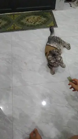 #xuhuongtiktok ### cỏ cho mèo 