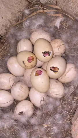 😱🐣🐣🐣🐣#entok #kandangkpr 