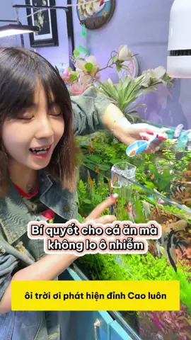 Bí quyết cho cá ăn mà không lo ô nhiễm nước, bạn đã thử chưa? #methuysinh #aquarium #fish #fyp
