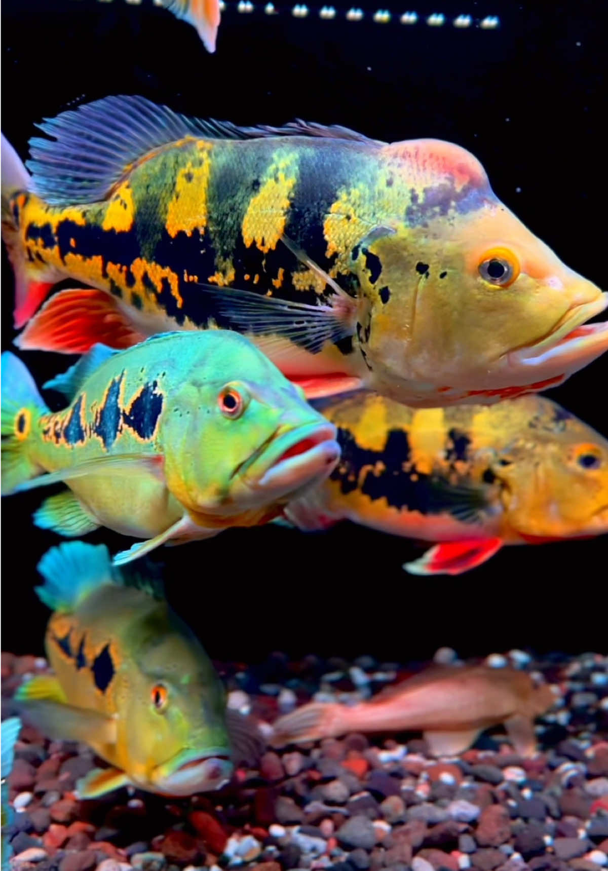 Punya ikan kok hobinya brantem mulu😭  . . . . . . #peacockbass #pbassindonesia #pbass #pbassorinoco #orinoco #pbassmonoculus #pbassmono #monoculus #channa #channamaru #arwana #arwanagoldenred #predatorfish #arowanaindonesia #ikanpredator #arowanamalaysia #jogja24jam #jogja #yogyakarta 
