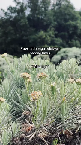 ..? #mountaindate #story #fypage #papandayan #edelweiss #masukberanda 
