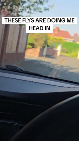 These flys are doing me head in i keep driving an killing millions of flys on my windscreen of my car #flys #windscreen #car #driver #evcar #uberdriver #taxidriver #lorrydriver #deliverydriver #ubereatsdriver 
