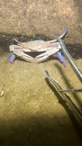 #diving #catchthesea #seaside #underwater #crab 