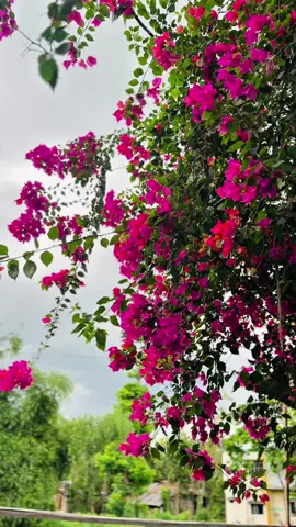 প্রকৃতির হাতে আঁকা এক নিঃশব্দ ছবি—ঝরে পড়া বাগানবিলাস…” #fyp #foryoupage #viralvideo #trendingvideo #trendingsong #unfrezzmyaccount #weather #natural #visualart 