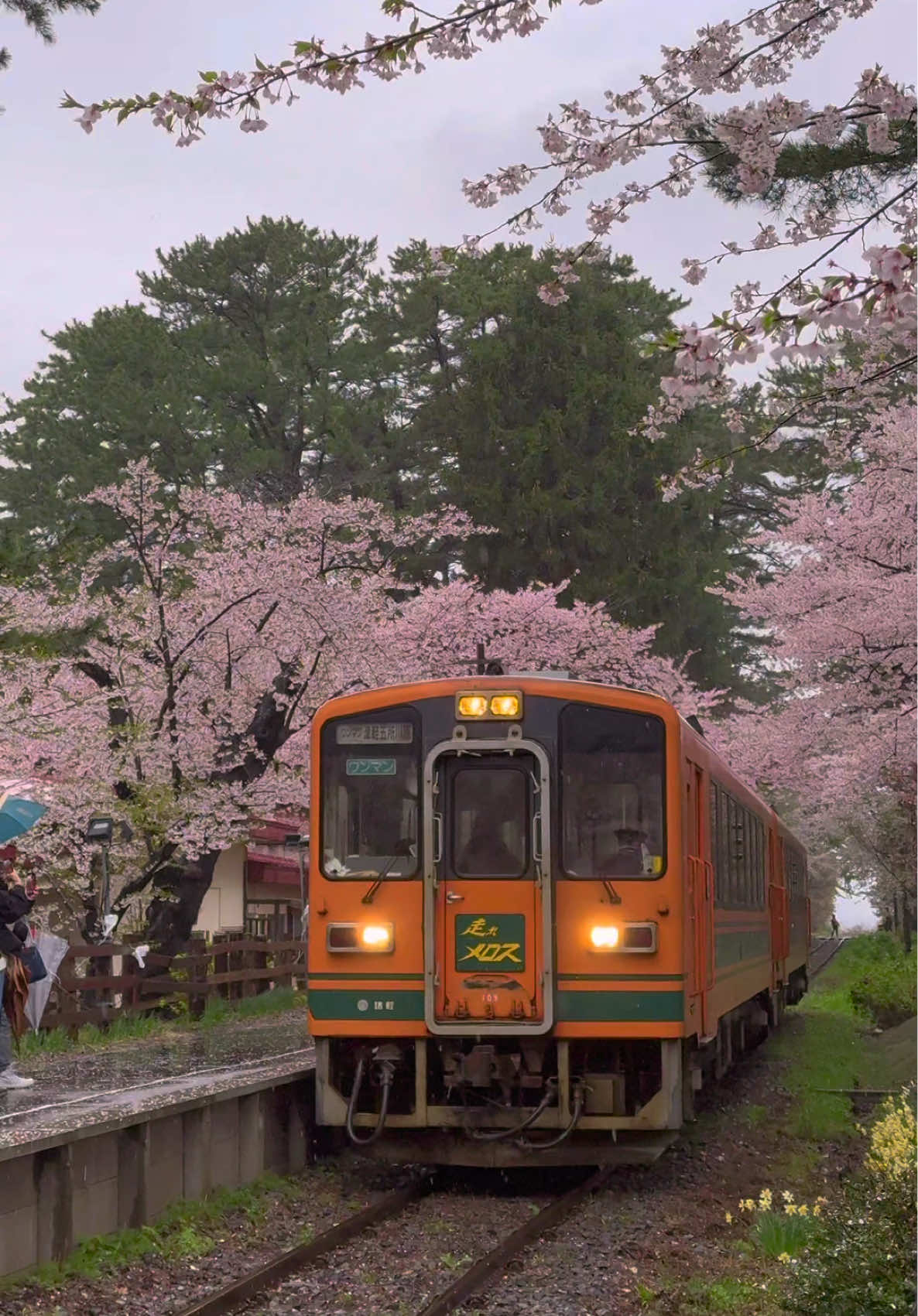 日本最北を走る春のローカル鉄道が美しい🌸☔️🚃𓈒𓂂𓏸 📍Ashino Park Station / Aomori🇯🇵 🗾 芦野公園駅 Good old Japanese scenery🌸☔️🚃𓈒𓂂𓏸 まさに思い描いてた景色を見ることができて最高でした😭 今年は撮影するたびに茶柱が立つほど運がいい気がします☺️ It was amazing to see the exact view I had imagined😭 I feel like I've been so lucky this year that every time I take a photo, a tea leaf stands up☺️ 作家・太宰治がよく遊んだ場所として知られている「芦野公園」は、「日本のさくら名所100選」にも選ばれており、約80万平方メートルの広大な園地には、春になると約1500本の桜が咲き誇ります。とくに桜は津軽半島でも屈指と言われ、毎年行われる桜まつりはたくさんの人で賑わいます。 一番の見どころは桜のトンネルをローカル鉄道が走るところ。公園内に津軽鉄道が走り、昔ながらの小さな駅舎やのどかな風景が、訪れる人々を一段と楽しませてくれます。満開の桜の中、津軽鉄道「走れメロス号」が走り抜ける様は、絵になると評判です。 Ashino Park, known as a place where the writer Dazai Osamu often played, has been selected as one of the 