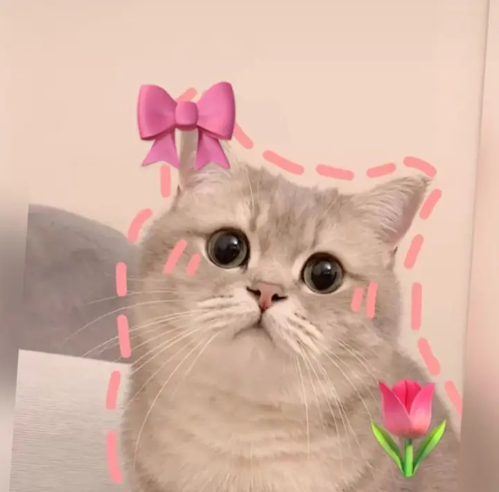 ##fyp #fyppppppppppppppppppppppp #cats #photoselection #picture #swipe #image #viral #makeitviral #cat #cutecat 