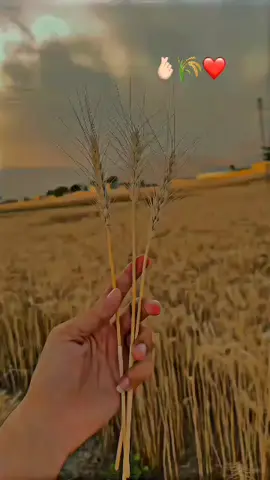 #creatorsearchinsights #foryou #foryoupage #fypシviral #fyppppppppppppppppppppppp 💔🥺🌷🥺💔