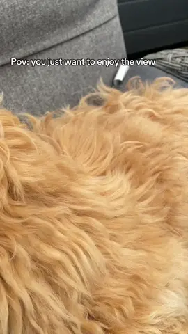THE view 😂😂 - song: DiCaprio hit a baby by bad mechanics - #creatorsearchinsights #PetsOfTikTok #funnyanimals #petlife #maltipoo #maltipoosoftiktok #bordercollie #puppy #puppies #cutepuppy #puppytok #dogfluencer #dogmom #girlandherdog #funnydog #doghumor 